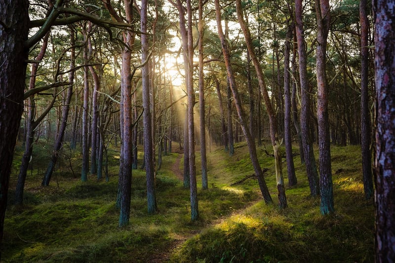 Forest Feast